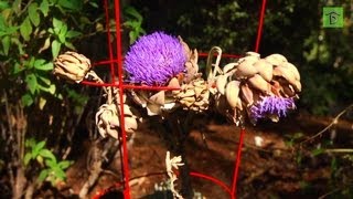 Way To Grow Harvesting Artichokes Before Flowering  Garden Tip of the Day [upl. by Schnur]