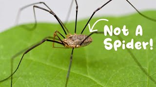 Daddy Long Legs Are Not Spiders Spiders vs Opiliones [upl. by Anwat]