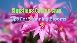 Christmas Cactus Care Guide Tips for Healthy and Vibrant Festive Blooms [upl. by Pru]