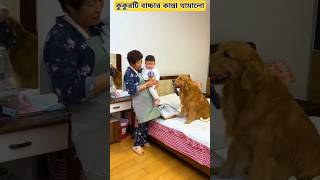 কুকুরটি বাচ্চার কান্না কিভাবে থামালো 🐕❤️ How the dog stopped the child from crying lfbikram shorts [upl. by Etac]