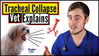 Tracheal Collapse In Dogs  How To Know If Your Dog Has A Collapsed Trachea  Dogtor Pete [upl. by Haerdna355]