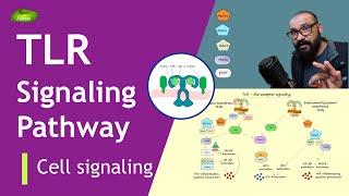 Tolllike receptor Signaling Pathway  MyD88  TRIF Pathways  Basic Science Series [upl. by Matthieu523]