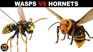 What is the Difference Between Wasps and Hornets [upl. by Bowen]