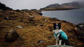 Mountain overnight trip in the Alps with my dog [upl. by Omero]