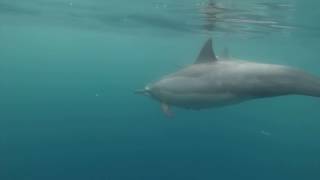 Baby spinner dolphin drinking milk [upl. by Aneekat]