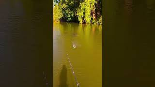 Amazing Fishing Compilation 19  AMAZING FISHING VIDEO [upl. by Everrs486]