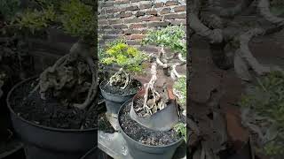 suasana pagi bonsai santigi [upl. by Columbus]