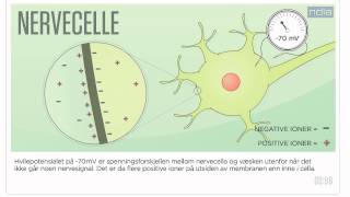 Membranpotensialet [upl. by Deyes]