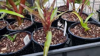 Billbergia hybridization and growing video [upl. by Elyag581]