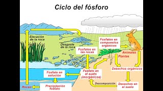 Ciclo del Fósforo [upl. by Caputto]