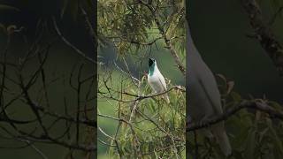 Canto da araponga e outras aves da Mata Atlântica [upl. by Kessia]