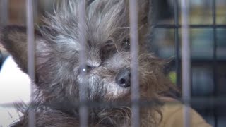 More Than 100 Animals Rescued from Arkansas Puppy Mill [upl. by Largent]