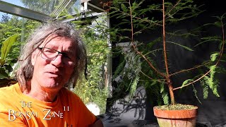 Pruning My Bald Cypress and Willows The Bonsai Zone Sept 2024 [upl. by Caye371]