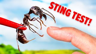 STUNG by a Bullet Ant Truth Revealed [upl. by Doowrehs]