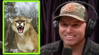 Guess What Mountain Lion Tastes Like  Joe Rogan and Adam Greentree [upl. by Pernick464]