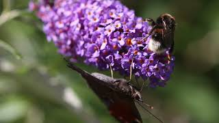 Come e quando potare la Buddleja davidii o Albero delle Farfalle [upl. by Tina407]