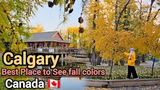 Fall in Calgary 2024  Best place to see fall colors in Calgary Alberta Canada Calgary Alberta [upl. by Sargent]