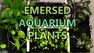 Emersed Aquarium Plants  Setup and Final Result [upl. by Naitsihc647]