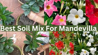 Mandevilla Repotting and Propagation All Care Tips In Nepali garden flower trending gardening [upl. by Hy121]