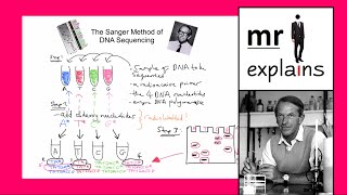 mr i explains The Sanger Method of DNA Sequencing [upl. by Souza]