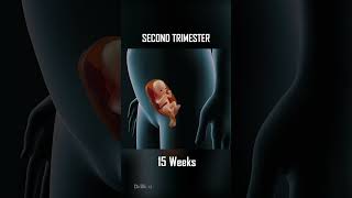 Fetal Development 0  40 Weeks of Pregnancy [upl. by Snowber]