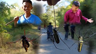 Hunting Nephila Pilipes Jidangmah Spider in Jungle [upl. by Aydiv406]