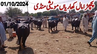 Back Mall Kharian Moweshi Mandi 01 Oct 2024funny videojanwarmandi pkShazar Riaz official [upl. by Sparke510]