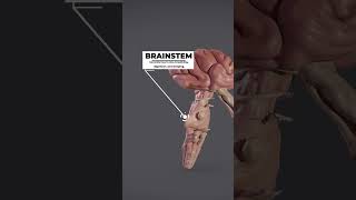 Parts of brain Part 1 brain medical [upl. by Prentiss]