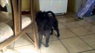 yorkiepoo loves classical music part 2 [upl. by Teleya]