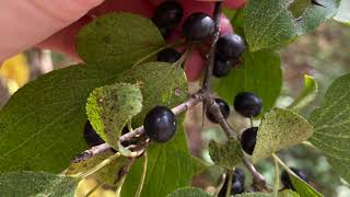 Rhamnus cathartica Rhamnaceae common buckthorn [upl. by Icats61]