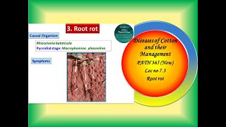 25 PATH 365 New Lec no 73 CottonRoot rot [upl. by Akzseinga]