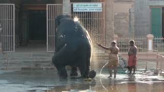 Srirangam Elephant Bathing1 [upl. by Sanoj188]