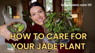 How to Care for Jade Plants Watering Lighting Soil Repotting amp More  Houseplant Care 101 [upl. by Elka]