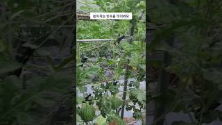 폭우가 쏟아지는 텃밭애플수박 farming 애플수박재배 gardening 월광수변농원 garden 애플수박 애플수박키우기 agriculture [upl. by Ahsercul]