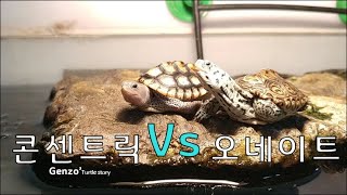 콘센트릭 VS 오네이트 다이아몬드 백 테라핀 Diamond back terrapin [upl. by Fernanda]