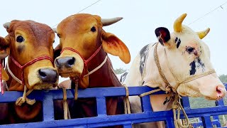 cow unloading cow videos cow video animal big cow goru hamba cow Ep36 [upl. by Obadiah821]