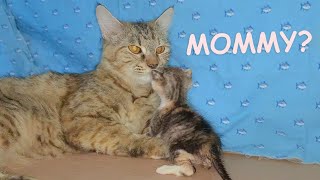 The Adopted Kitten Cries Out Loud for the Big Rescued Cat  Poor Kitten Nursed by Foster Mom Cat [upl. by Ydaf]