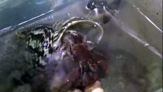 Land Hermit Crab Releasing Eggs [upl. by Nyleda]