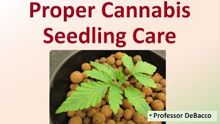 Proper Cannabis Seedling Care [upl. by Atileda]