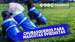 Chubasqueros para mascotas oviedistas [upl. by Anazraf]