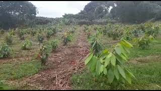 Riego por aspersión cultivo de cacao 🌱🇪🇨 [upl. by Tara]