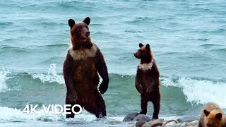 Humans Living Alongside Brown Bears  4KUHD  Japan Earths Enchanted Islands  BBC Earth [upl. by Abraham]