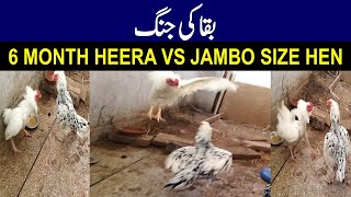 Heera Aseel Patha vs Jambo Size Cheeni Hen  Fight For a Cause [upl. by Adnol]