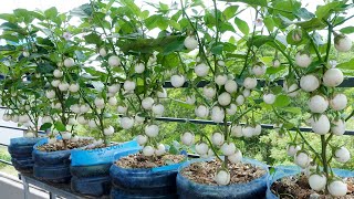 Successfully Growing Guava Trees from Cuttings Tips amp Tricks garden guavacuttings growguavatree [upl. by Stannwood]