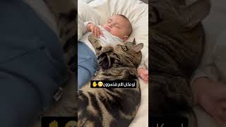 لو كنتوا مكان الام وش تسوون 😂 اكسبلور cat جميلة funny عصبيه [upl. by Retnyw674]