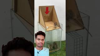 Homemade mouse 🐁 trap 🪤 very easy mousetrap pets rat mouserat shorts ytshorts trap [upl. by Bathelda410]