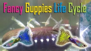 Fancy Guppy fish life cycle Poecilia reticulata [upl. by Aiym]