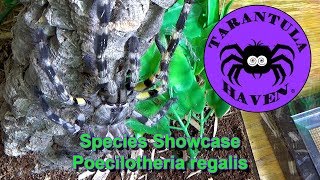 Species Showcase Poecilotheria Regalis [upl. by Arline]