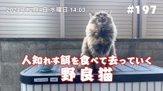 人知れず餌を食べて去っていく野良猫 197 [upl. by Atlas]