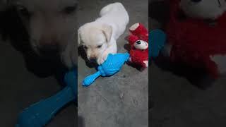 Mera baby juli cute puppy cute doglover music labrador [upl. by Philcox]